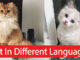 Cat In Different Languages