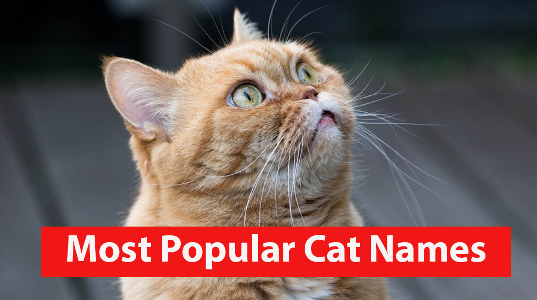 Most Popular Cat Names For Male And Female