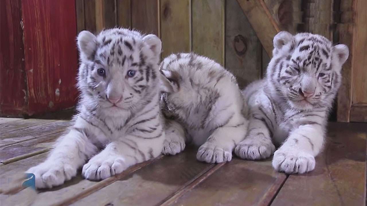 Rare White Tiger Triplets Make Adorable Debut at Chinese Zoo