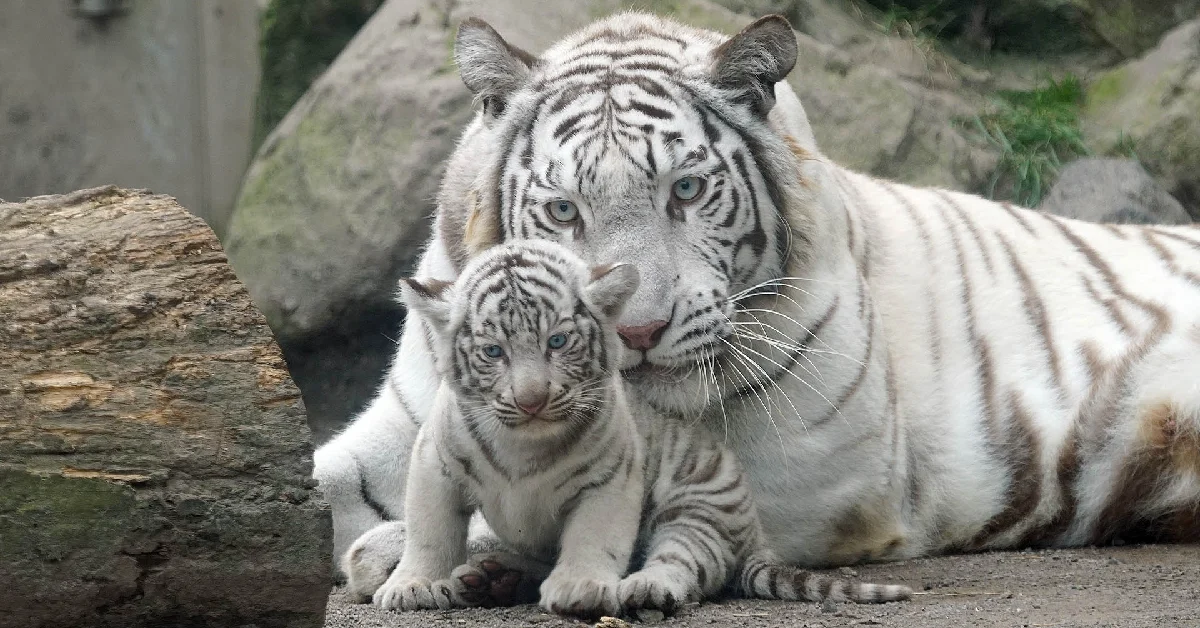 Adorable 60-Day-Old White Tiger Cubs Thrive at Izu Animal Kingdom (Video)