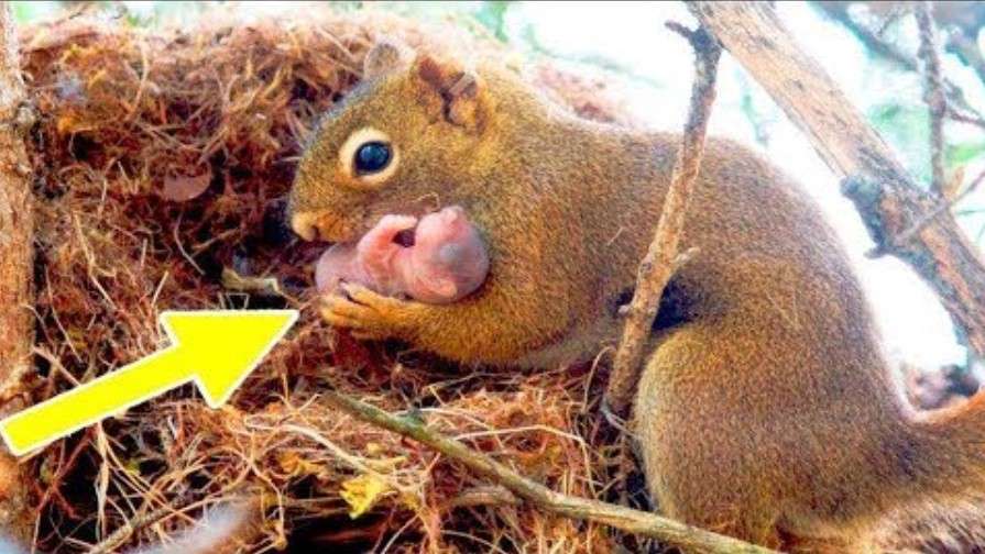 Squirrel Seeks Human Help for Stranded Baby