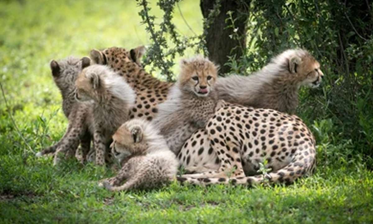 Growing Strong: 3-Month-Old Cheetah Cubs' Nutrient-Rich Diet Includes ...