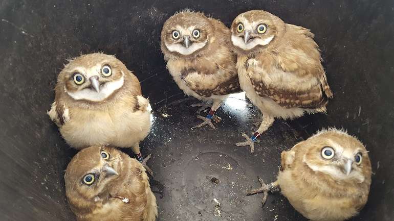 Burrowing Owl Chicks Delight Visitors at Sacramento Zoo