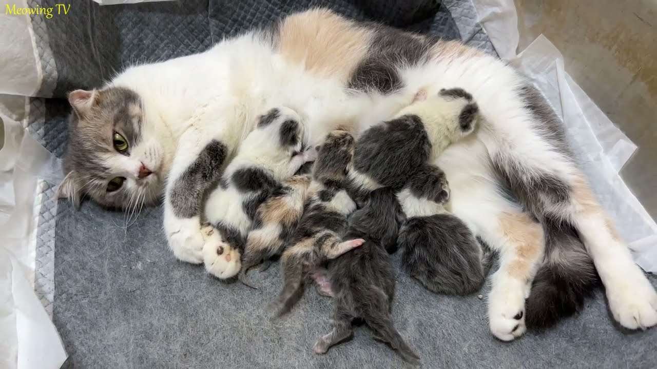 Cat Welcomes 6 Newborn Kittens: Heartwarming Moments of Birth and First ...