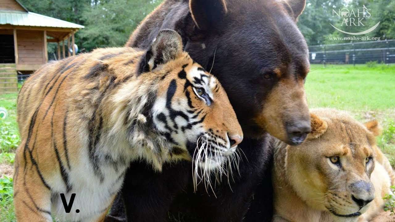 Tiger, Bear, and Lion Form Unbreakable Bond of Friendship