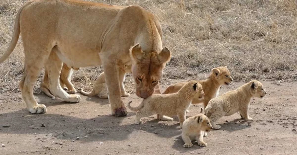 Brave Lion Mother Protects Her 6 Cubs from Predators! (Video)