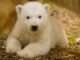 Historic Moment: First Polar Bear Cub Born in Britain in 25 Years