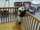 Adorable Escape Artist: Watch as a Cute Baby Panda Tries to Outsmart its Pen!