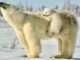 Playful Newborn Polar Bear Cubs Hang on to Mom's Back
