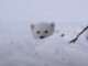 Seasoned Polar Bear Guide Observes Den with Mother and Cubs