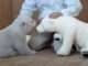 Adorable Polar Bear Cub Finds Playful Joy with Bear Toy