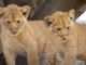 Werribee Open Range Zoo Welcomes Three Adorable Lion Cubs