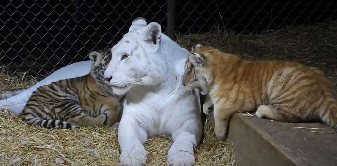 White Mother Tiger's Love for Her Ginger Tiger Cub