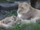 Lioness JJ's Precious 3-Week-Old Cubs: Adorable Moments of Exploration