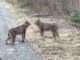 Rare Lynx Encounter on the Ontario-Michigan Border Sparks Speculation