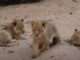 Mother Lion Introduces Us to Her Precious Cubs