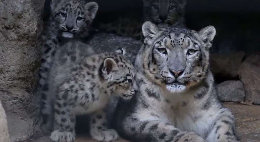 Snow Leopard Giving Birth To Adorable Cubs