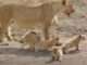 Serengeti National Park Welcomes Six Adorable Lion Cubs