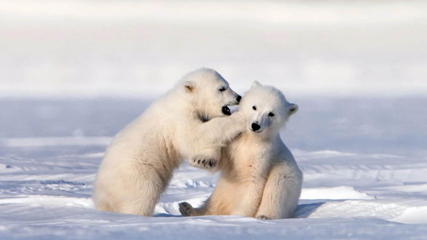 The Incredible Journey of Polar Bear Cubs