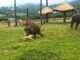 Adorable Baby Elephant's Playdate Takes a Hilarious Turn