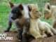 Cute Lion Cubs and Baby Hyenas Share a Playdate!