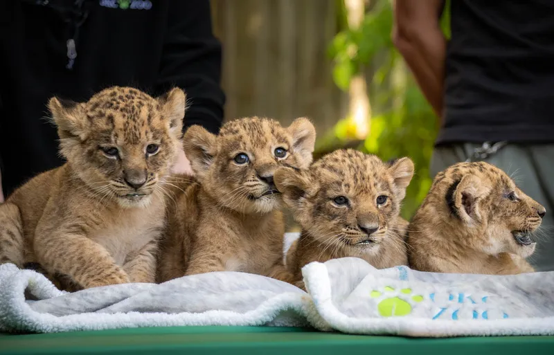 Newborn Lion Cubs: A Precious Sight at Just 10 Days Old, Sired by the ...