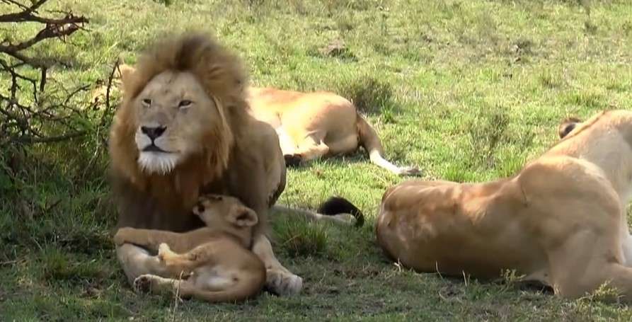 Brave Lion Cub: Playing with Fire, But Mom's Watchful Eye